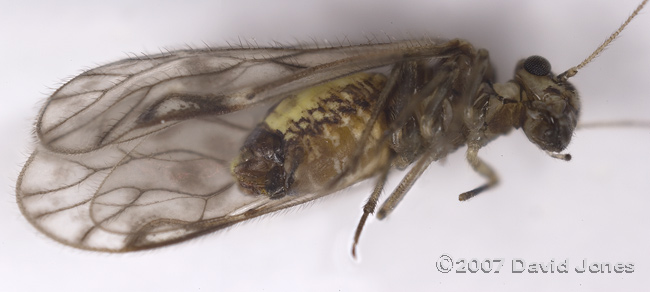 Barkfly (Philotarsus parviceps?) - oblique ventral view