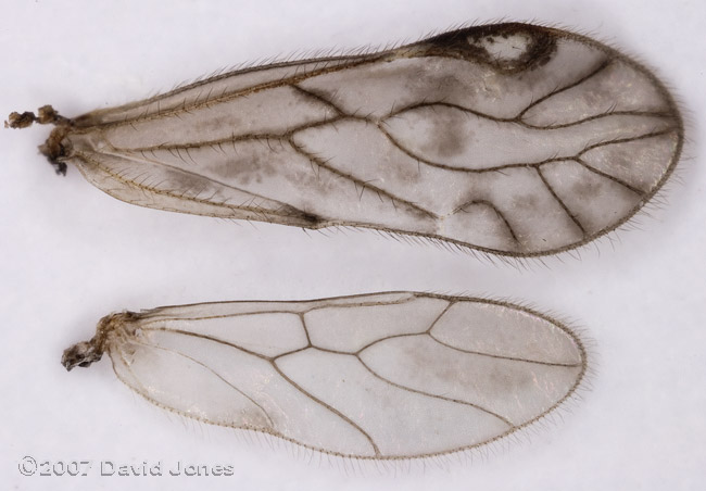 Barkfly (Philotarsus parviceps?) - fore and hind wings (right side)