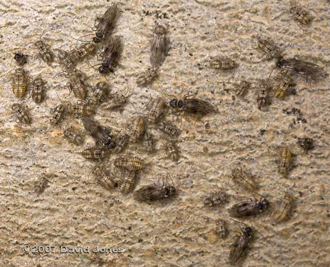 A cluster of adult and nymph stages of barkflies (Peripsocus milleri) - 1