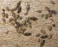 A cluster of adult and nymph stages of barkflies (Peripsocus milleri)