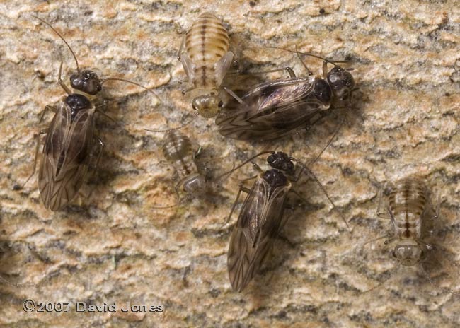 A cluster of adult and nymph stages of barkflies (Peripsocus milleri) - 2