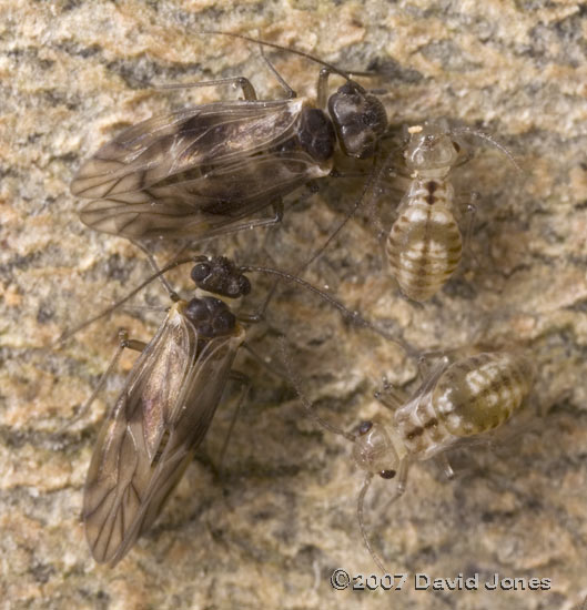 A cluster of adult and nymph stages of barkflies (Peripsocus milleri) - 3