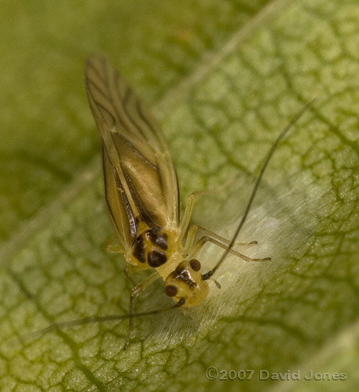 Barkfly (Valenzuela flavidus) covering eggs with silk - 1