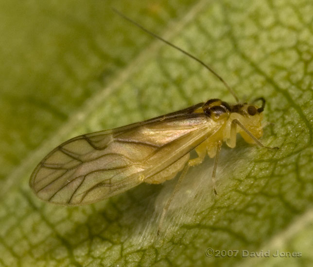 Barkfly (Valenzuela flavidus) covering eggs with silk - 2