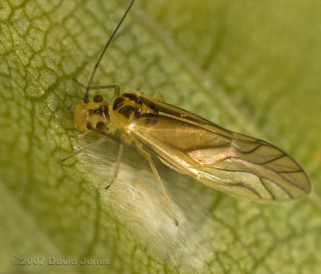 Barkfly (Valenzuela flavidus) covering eggs with silk - 3