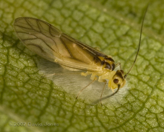 Barkfly (Valenzuela flavidus) guarding(?) egg cluster