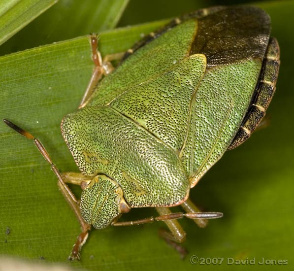 Common Green Shieldbug (Palomena prasina) on Bamboo - 1