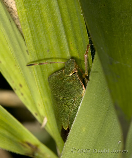 Common Green Shieldbug (Palomena prasina) on Bamboo - 2