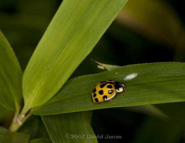 Harlequin Ladybird (Harmonia axyridis) on bamboo