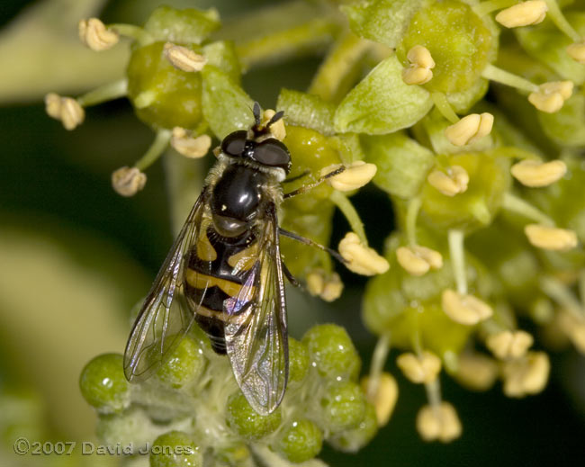 Hoverfly (possibly Didea fasciata) on Ivy flowers