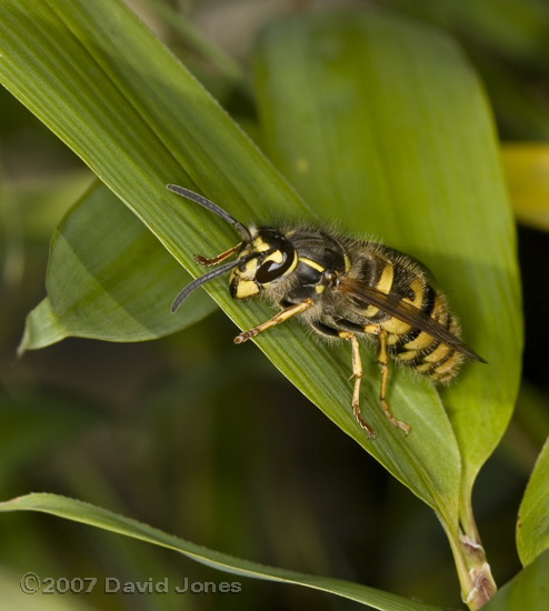 Common Wasp - on bamboo