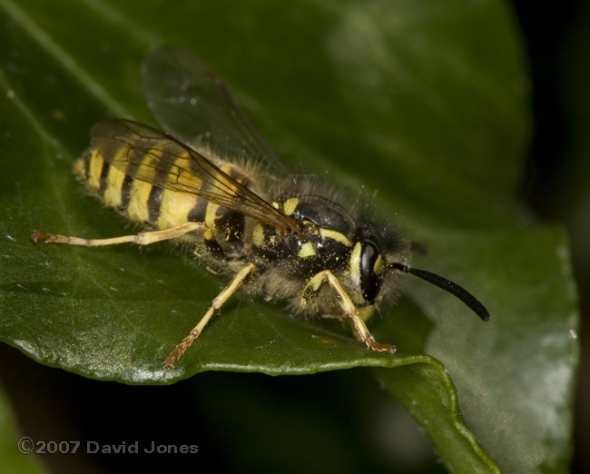 Common Wasp - on Ivy
