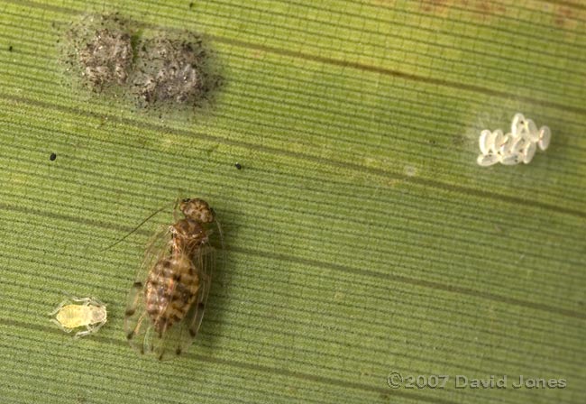 Barkfly (Ectopsocus petersi) with egg clusters