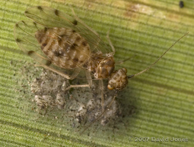 Barkfly (Ectopsocus petersi) with egg cluster