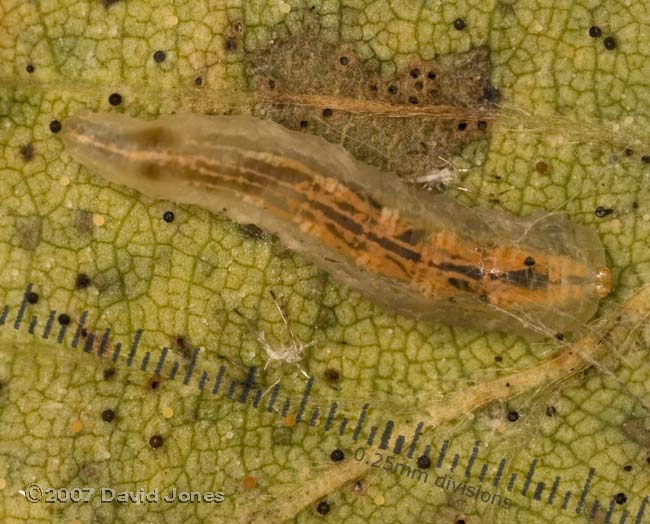 Hoverfly (Syrphus sp.) larva on Birch leaf