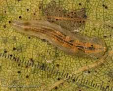 Hoverfly (Syrphus sp.) larva on Birch leaf