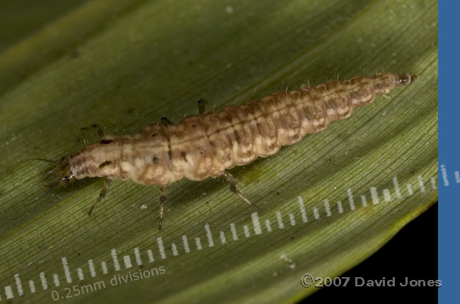 Brown Lacewing larva on bamboo leaf - 1