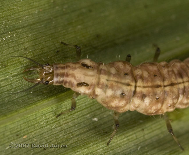 Brown Lacewing larva on bamboo leaf - 2