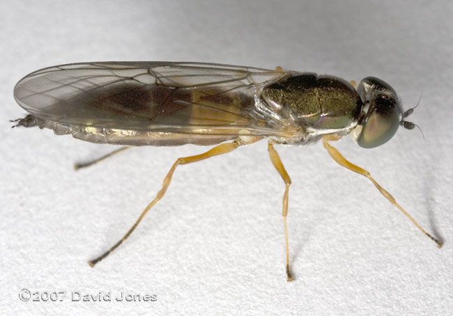 Hoverfly (possibly of the genus Platycheirus) - oblique view