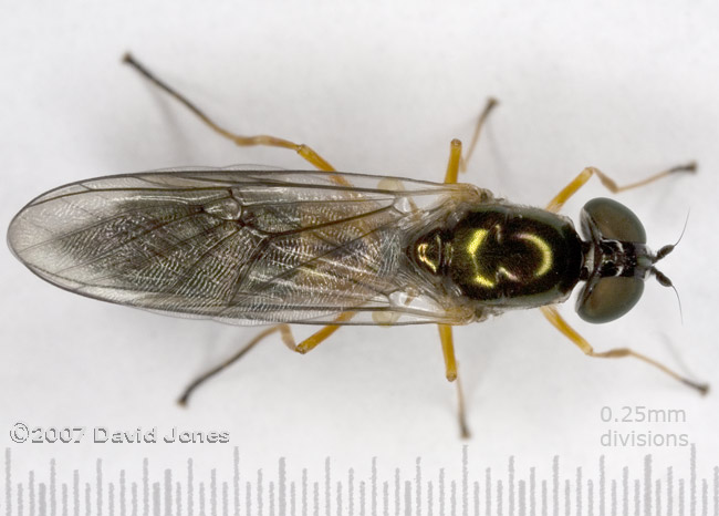 Hoverfly (possibly of the genus Platycheirus) - dorsal view (with scale)