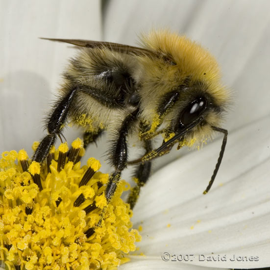 Carder Bee on Cosmos flower - 2