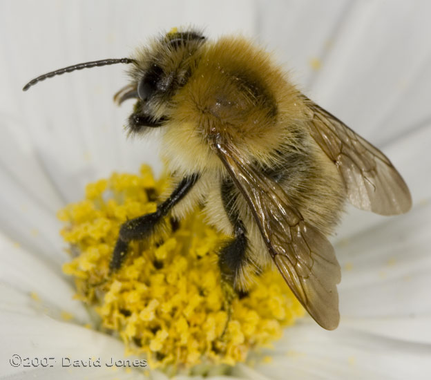 Carder Bee on Cosmos flower - 3