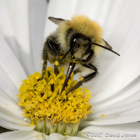 Carder Bee on Cosmos flower - 4