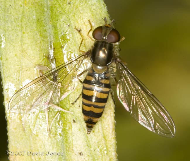 Hoverfly (possibly Episyrphus balteatus) on a leaf of the   Fleabane (?)