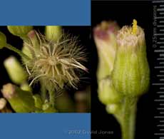 Close-up of Fleabane (?) seedhead