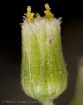 Close-up of Fleabane (?) flowerhead