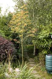 Looking down the garden towards the Rowan and Birch trees