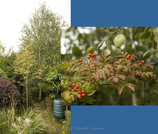 A close-up of the Rowan berries