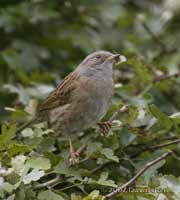 Dunnock in the Hawthorn