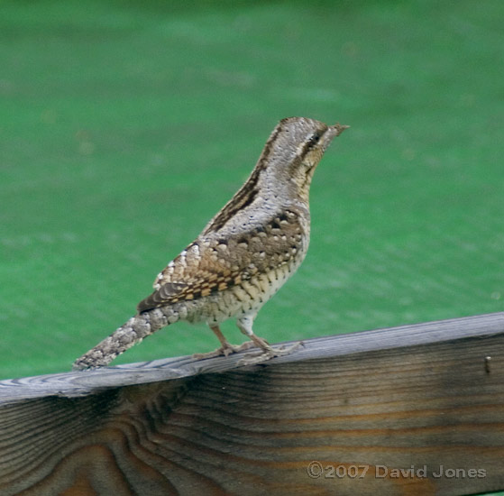 A Wryneck (Jynx torquilla) on the caravan shelter 