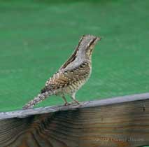 A Wryneck (Jynx torquilla) on the caravan shelter -1