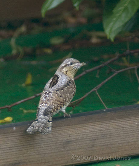 A Wryneck (Jynx torquilla) on the caravan shelter - 2a