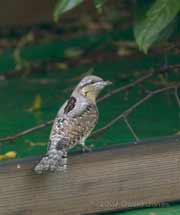 A Wryneck (Jynx torquilla) on the caravan shelter - 2