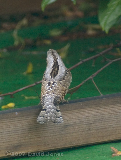 A Wryneck (Jynx torquilla) on the caravan shelter - 2b