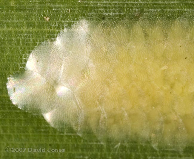 Developing egg mass(?) on bamboo leaf - 2