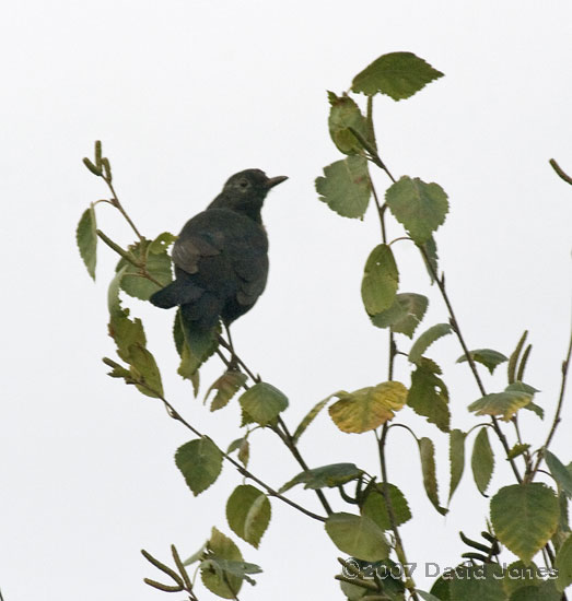 Blackbird at the top of the Birch tree