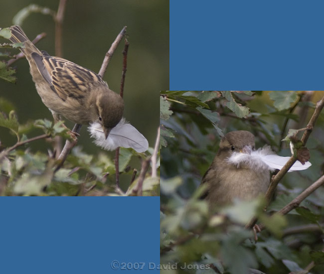 Female House Sparrow with feather