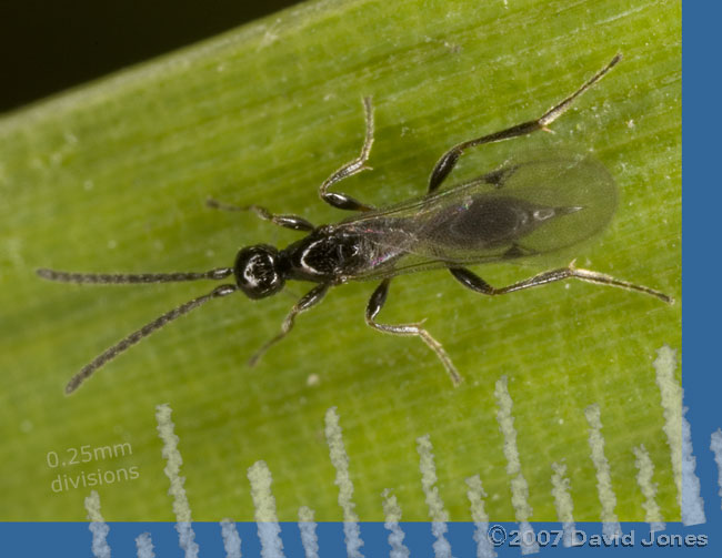 Gall wasp (?) on bamboo leaf