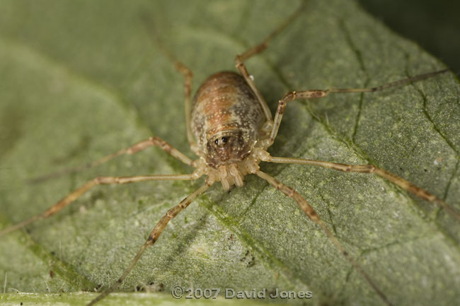 Harvestman on Elder leaf