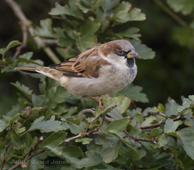 Male House Sparrow in Hawthorn