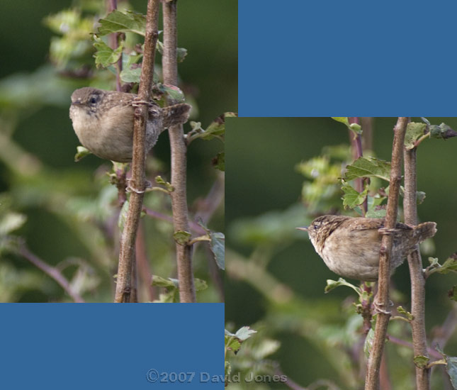 Wren on Hawthorn