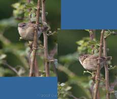 Wren on Hawthorn