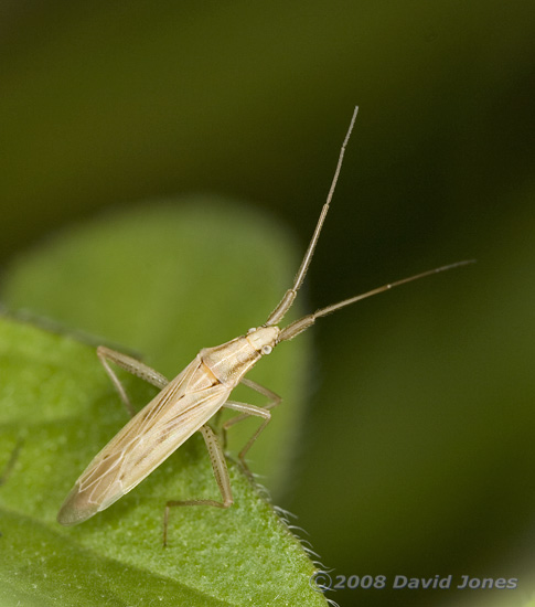 Bug (poss. Stenodema laevigatum) on leaf - 1