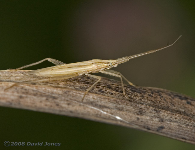 Bug (poss. Stenodema laevigatum) on leaf - 2