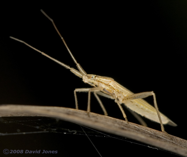 Bug (poss. Stenodema laevigatum) on leaf - 3