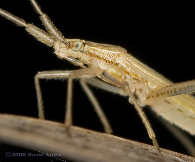 Bug (poss. Stenodema laevigatum) on leaf - close-up